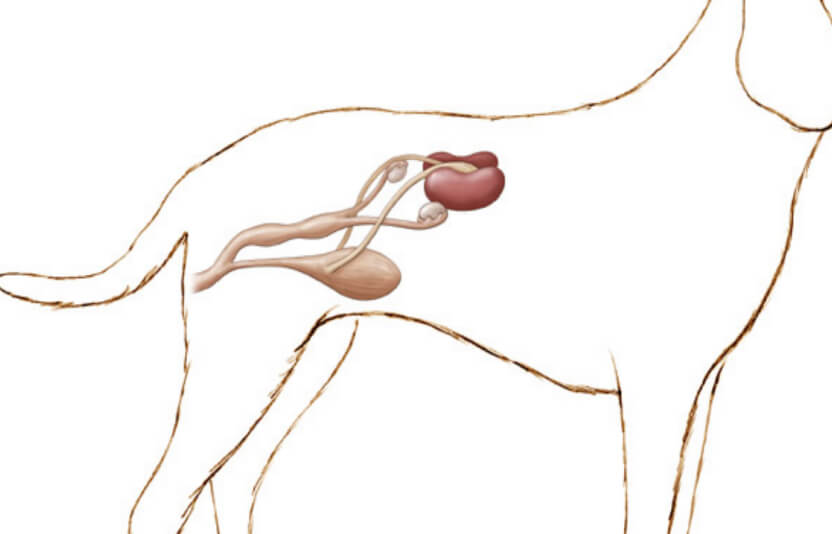 анатомический рисунок репродуктивных органов собаки